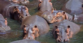 Hippos spend most of their time in the water, leaving only their backs exposed to the sun