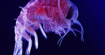 This is just a single amphipod of the countless trillions that move around in our oceans each day