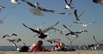 Pranksters feed popcorn to seagulls