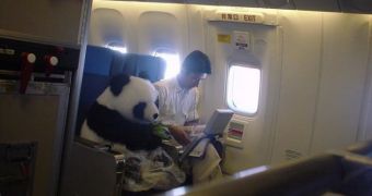 Picture showing a baby panda flying first class fools thousands of viewers