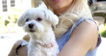Holly Madison loves her pooches so much she built them a human-sized pink doghouse