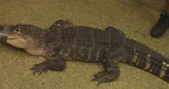 A giant gator is found in an Ohio home