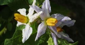 Horsenettle (Solanum carolinense) flowers