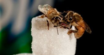 Studying honeybees may reveal the key to treating diabetes and other metabolic disorders