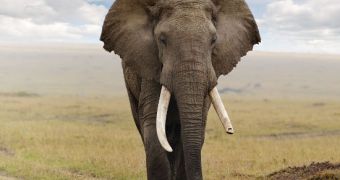 Hong Kong wants to destroy 20 tons of ivory
