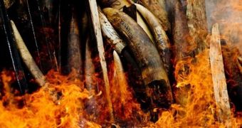 Hong Kong announces plans to destroy its ivory stockpile by incineration