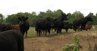 A herd of Cattle