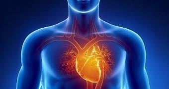 Hormone Helps Regrow Damaged Heart Tissue