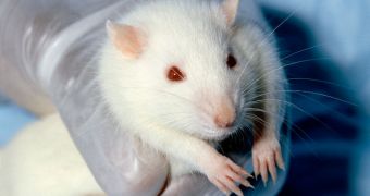 Hormone therapy provide benefits to the brains of old rats