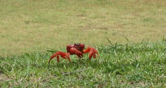 Christmas Island red crabs migrate to the ocean every year, completing a five-kilometer stretch with the aid of a special hormone