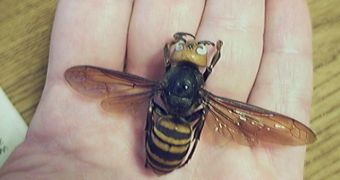 Asian giant hornets are large and very dangerous