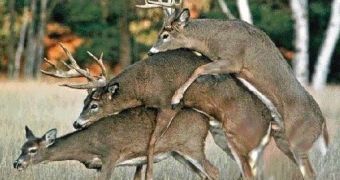 Ibex males combat