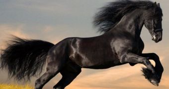 Scientific evidence supports the practice of eating horse meat