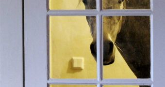 Horse likes spending time indoors