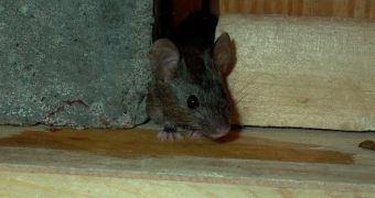 European house mice are resistant to the chemical warfarin, which is used to poison them