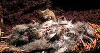 A house mouse feeds on the carcass of an Atlantic petrel chick