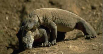 Male Komodo dragons live twice as much as females