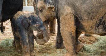 Baby elephant born at Houston Zoo in the United States on February 7
