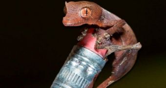 Baby gecko born at Houston Zoo on February 17