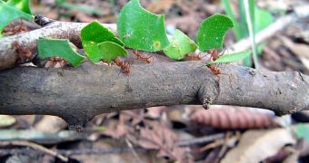 Leaf-cutter ants (Atta) transporting cut leaves