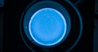 A colony of E. coli bacteria