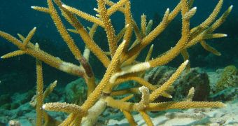 Bacteria can track compounds released by weak corals to infect the organisms