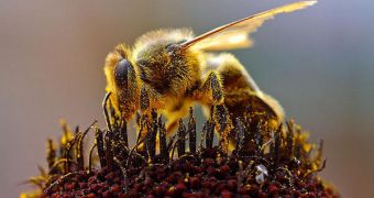How Bees Mummify Beetles