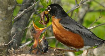 A photoreceptor in the brain may be key to this robin's reproductive success