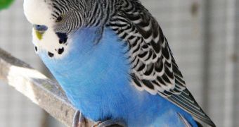 Modern birds feature pigments and patterns on their wings, but experts couldn't say that was true for ancient birds as well, until just recently