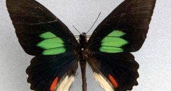 Butterflies get their colors from specialized cell structures called gyroids
