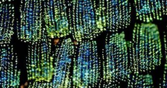 Structures on butterflies' wings reflect light in intricate patterns