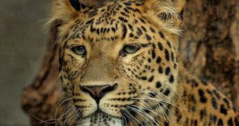 New research could soon determine how leopards got their spots
