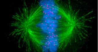 Kinetochores and microtubules work together to ensure the proper division of cells
