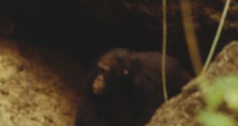 A male chimp at Fongoli going out of a small cave
