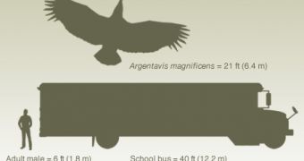 Argentavis compared to a human and a school bus