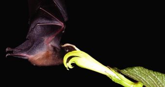The bat Anoura fistulata feeding on a Centropogon flower