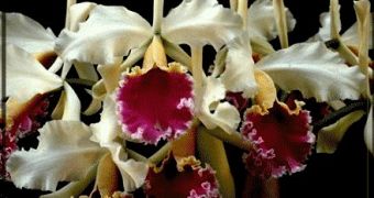 Cattleya rex, a South American orchid