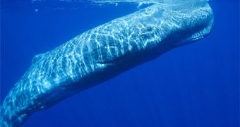 Is this sperm whale sleeping?