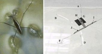 (Left) Photo of the water strider insect. (Right) Photo of the 1-gram robot on the surface of the water