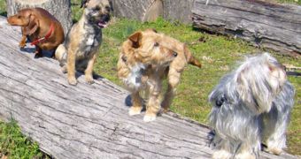 Three genes lead to quite diverse canine coat types as seen (left to right) in a smooth-coated Dachshund, Border Terrier, Jack Russell Terrier mix, and Yorkshire Terrier