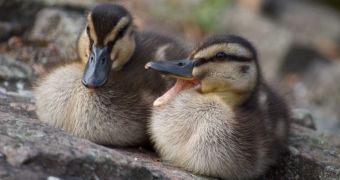 Ducklings need their parents around in order to develop properly