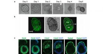 How Early Mammalian Embryos Develop