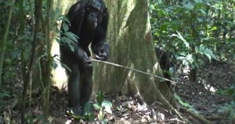 A modern chimpanzee, using a bipedal stance that allows it to wield a primitive tool