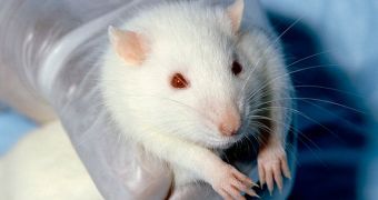 Studies on rats indicate a new possible avenue for treating anxiety and PTSD