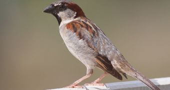 House sparrows have evolved in close contact with humans, and are now having a more difficult time surviving on their own