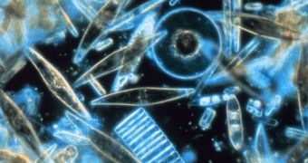 Diatoms have a glass-like exoskeleton