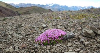 A single moss campion plant shows the influence of climate change on entire populations
