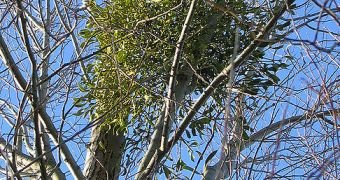 European mistletoe attached to a silver birch; climate change effects could make this semiparasitic plant vanish in the near future