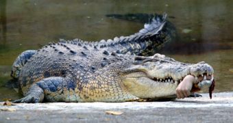 A saltwater crocodile holds the hand of a veterinarian in its mouth after it attacked the worker at Taiwan's Shoushan Zoo on April 11, 2007. Animals were kept in horrible conditions