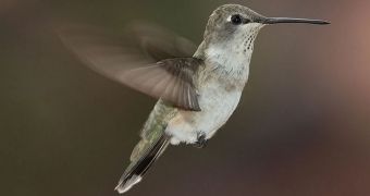 Hummingbirds are capable of complex aerial maneuvers, which allow them to remove water from their plumage when flying in the rain